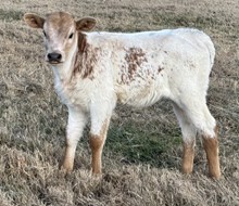 Dazzle 24 Heifer