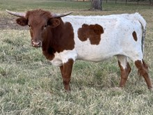 Sunshine 23 Heifer 