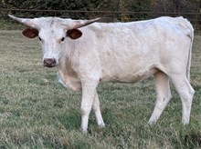 Lox 23 Heifer 